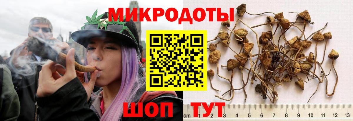 Псилоцибиновые грибы Cubensis Нижний Новгород